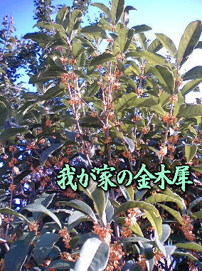 a0075802_1936569.jpg