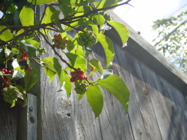 b0083902_1121540.jpg