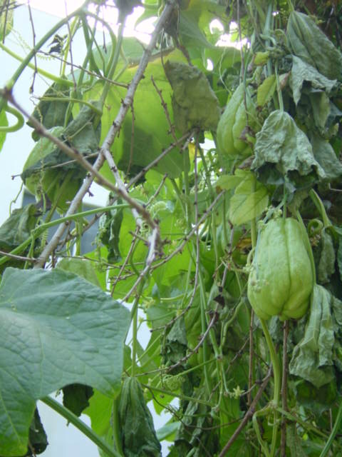 b0083902_11384766.jpg