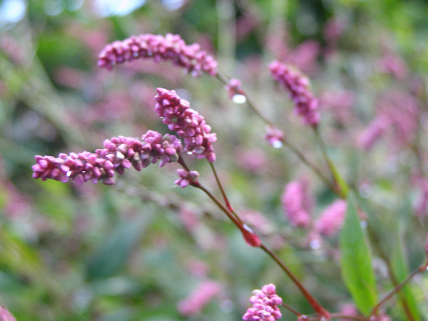 d0120803_2402564.jpg