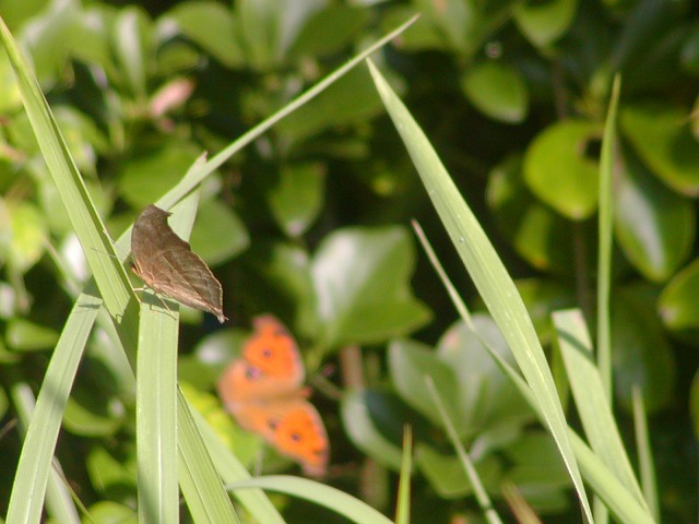 d0037110_132158.jpg