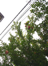 f0036716_17574885.jpg