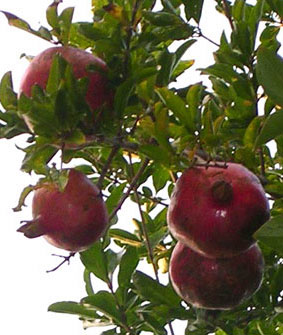 f0036716_2391595.jpg