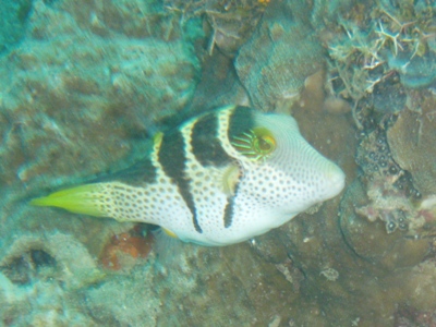 e0121018_1554271.jpg