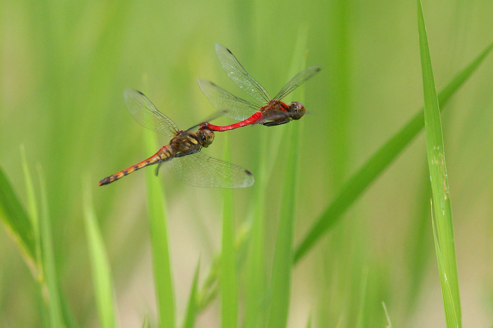d0089024_23245578.jpg