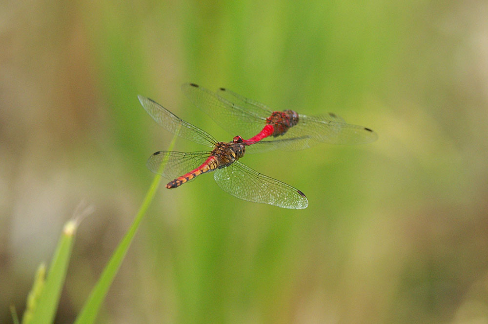 d0089024_2326491.jpg