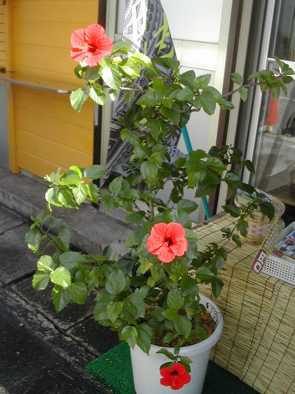 e0062635_1182655.jpg