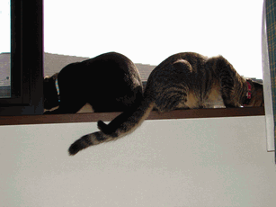 c0136736_18242184.gif