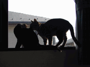 c0136736_18254536.gif