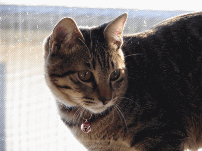 c0136736_18264389.gif