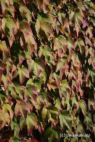 c0024345_746669.jpg