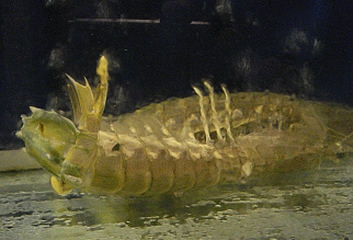 a0096669_23779.gif