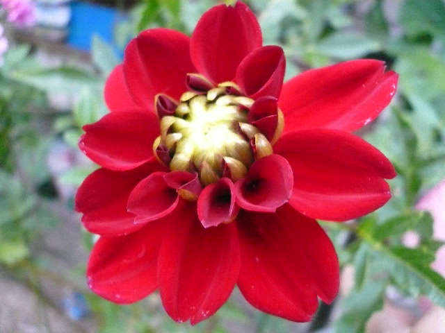 e0026017_113324.jpg
