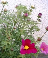 d0024220_1783662.jpg