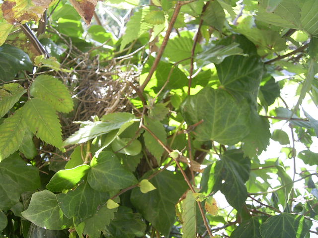 e0042626_1042295.jpg