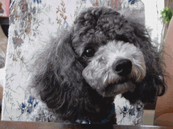 c0136736_1933196.gif