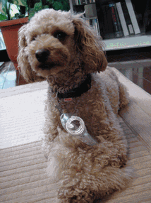 c0136736_19332023.gif