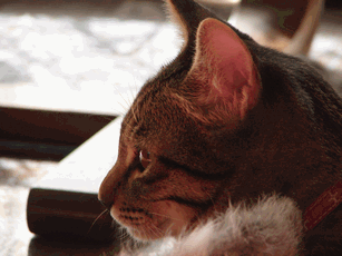 c0136736_19365256.gif