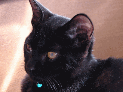 c0136736_1938578.gif