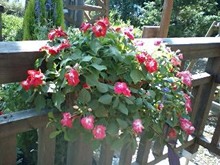 e0067640_10493191.jpg