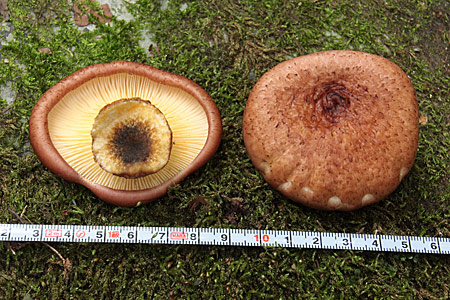 e0113053_21424274.jpg