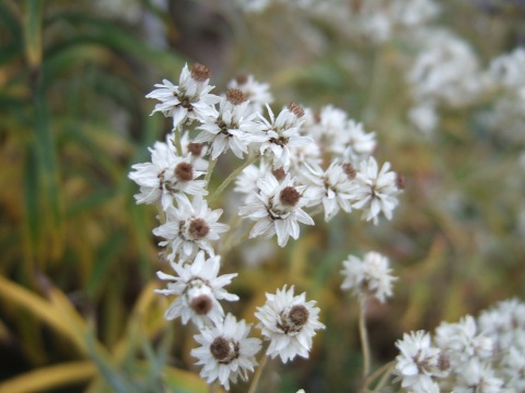 e0023068_4112337.jpg