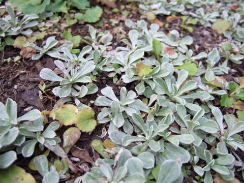 e0023068_4113963.jpg