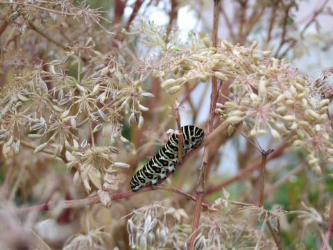 e0023068_4115210.jpg