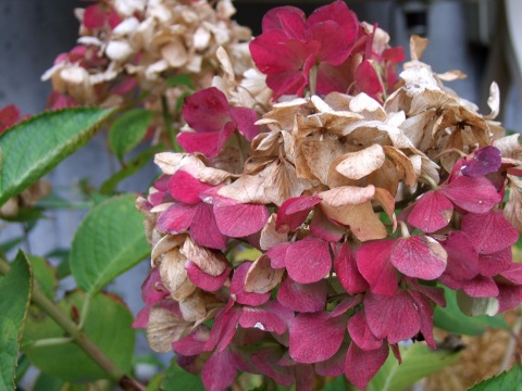 e0023068_411949.jpg