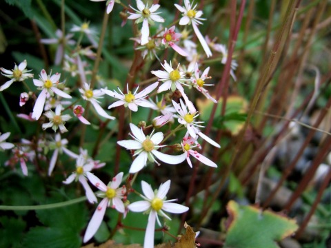e0023068_420332.jpg