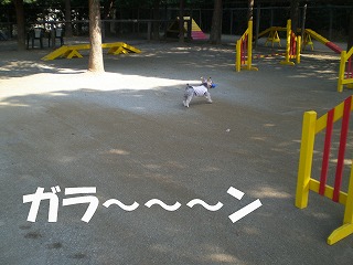 e0123587_1611652.jpg