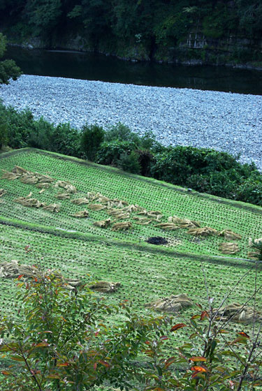 d0069495_1583524.jpg