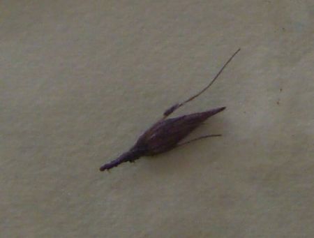 c0065512_19151192.jpg