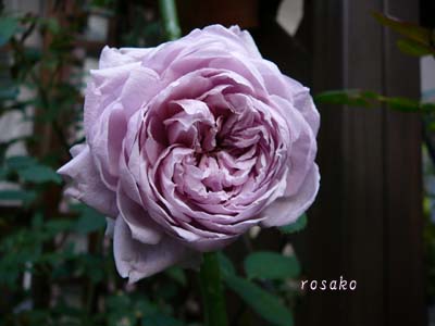 f0059818_2262124.jpg