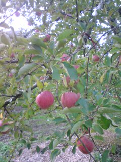 c0030327_2310038.jpg