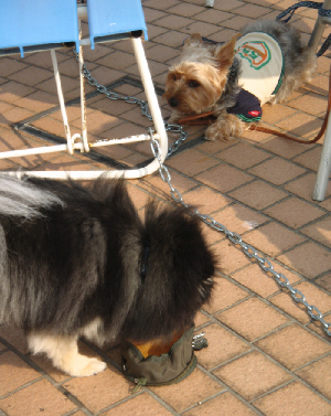 d0017632_20375017.jpg