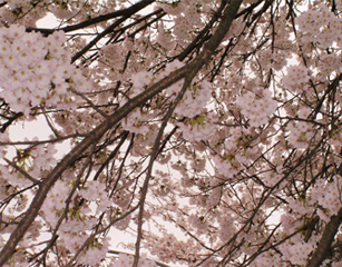 f0106032_4203193.jpg