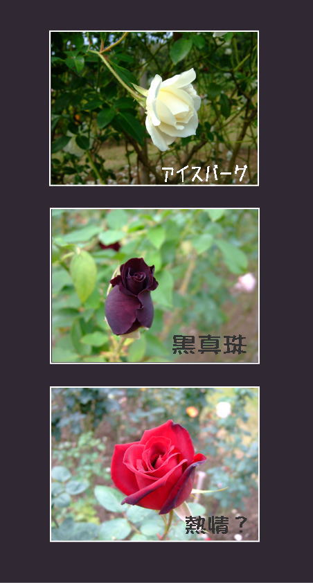 10月25日町田ばら広場1