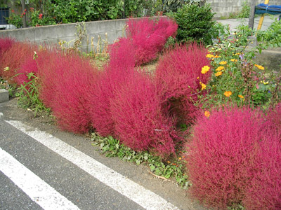 d0091147_19241080.jpg