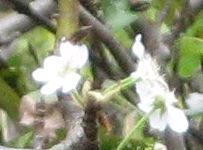 e0041168_9244918.jpg