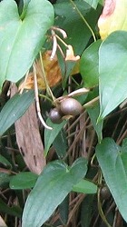 e0041168_9313967.jpg
