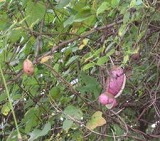 e0041168_9323041.jpg