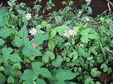 e0041168_9383431.jpg
