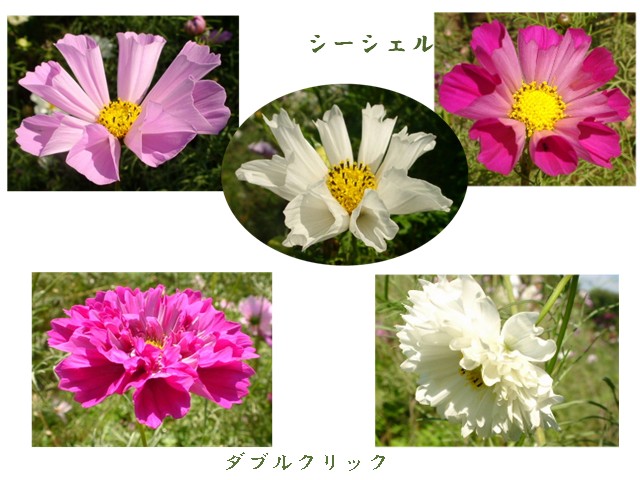 a0079880_22294919.jpg