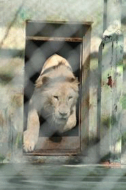 f0158697_16423560.gif