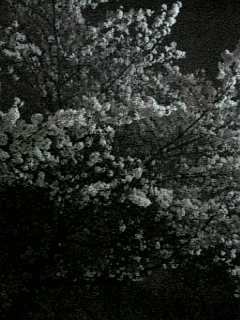 f0006510_20503650.jpg