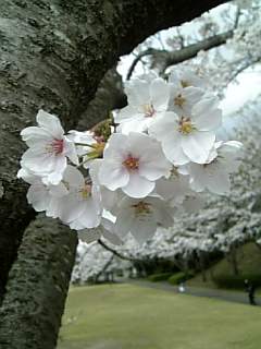 f0006510_2102927.jpg