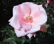 b0019820_20561276.jpg