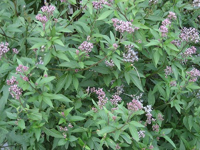 f0139520_15402079.jpg
