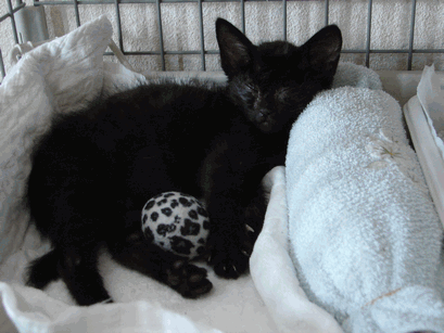 c0136736_14414037.gif